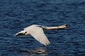 Mute swan male in flight - G